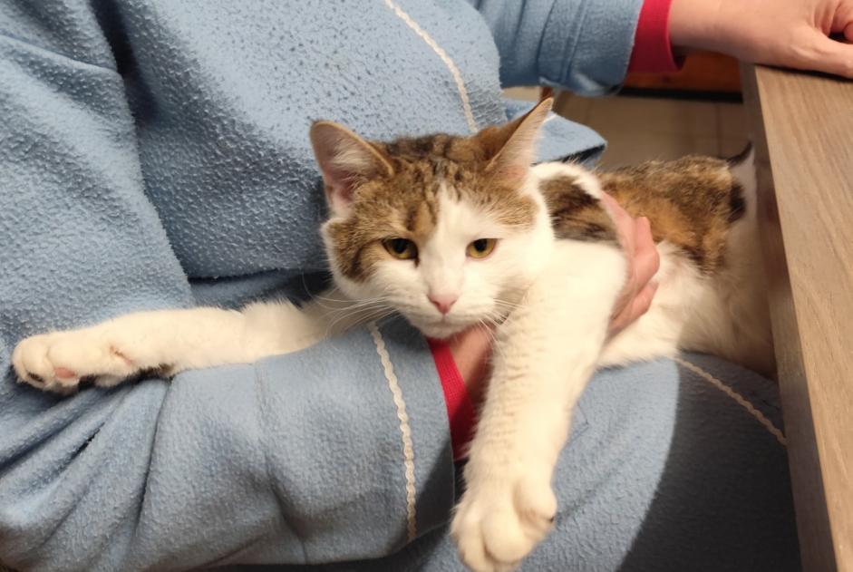 Disappearance alert Cat  Female , 2 years Mirecourt France
