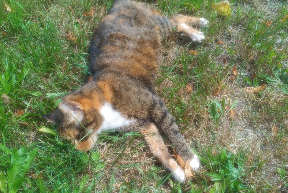 Alerta de Hallazgo Gato Hembra Gérardmer Francia