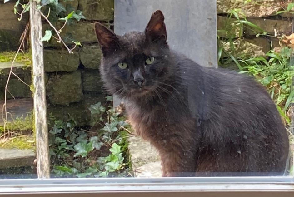 Alerte Découverte Chat Mâle Hagnéville-et-Roncourt France Alerte Découverte Chat Mâle Hagnéville-et-Roncourt France