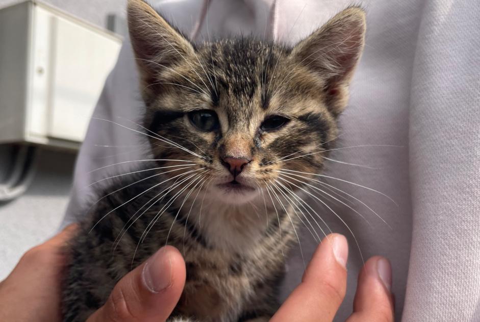 Alerte Découverte Chat Mâle , Entre 1 et 3 mois Épinal France Alerte Découverte Chat Mâle , Entre 1 et 3 mois Épinal France