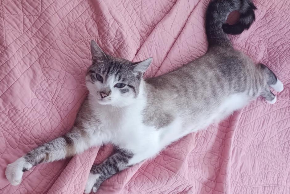 Verdwijningsalarm Kat rassenvermenging Mannetje , 2 jaar Remiremont Frankrijk Verdwijningsalarm Kat rassenvermenging Mannetje , 2 jaar Remiremont Frankrijk