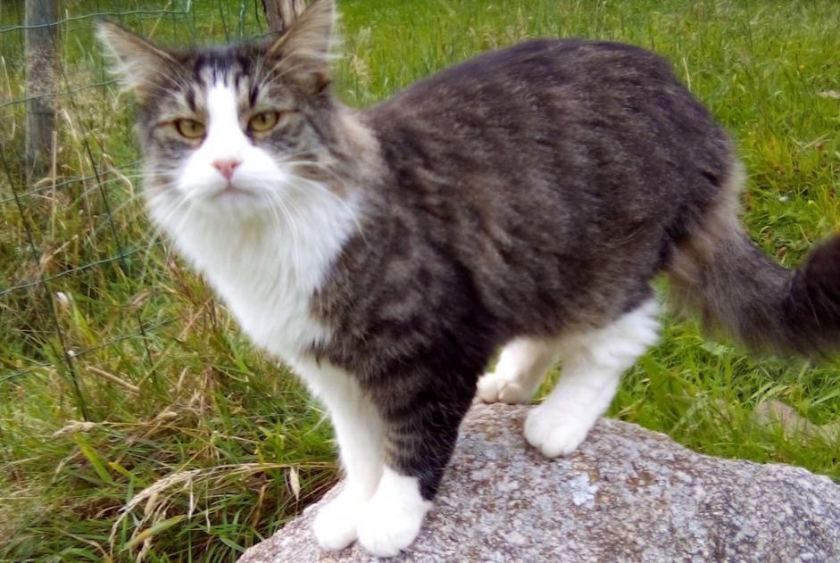 Alerta desaparecimento Gato cruzamento  Macho , 5 anos La Bresse France